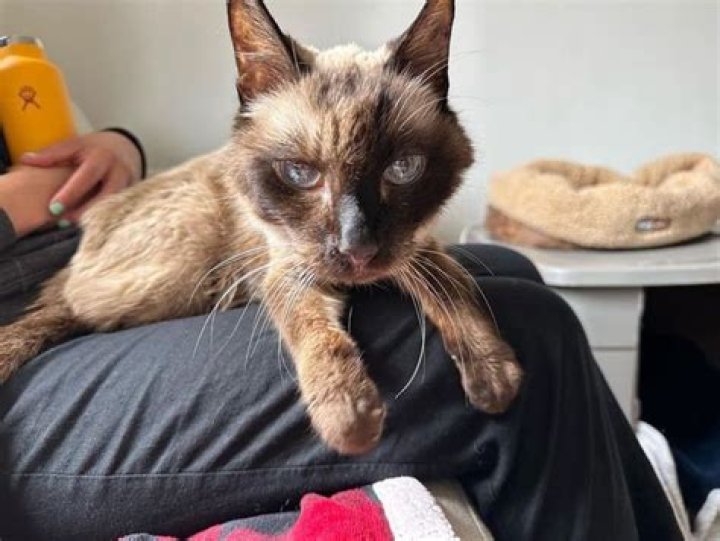 Is my rescue cat grateful?