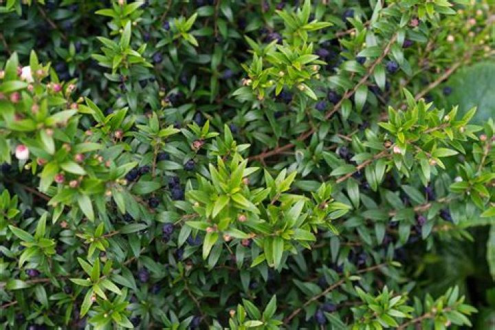 Is Myrtle plant invasive?