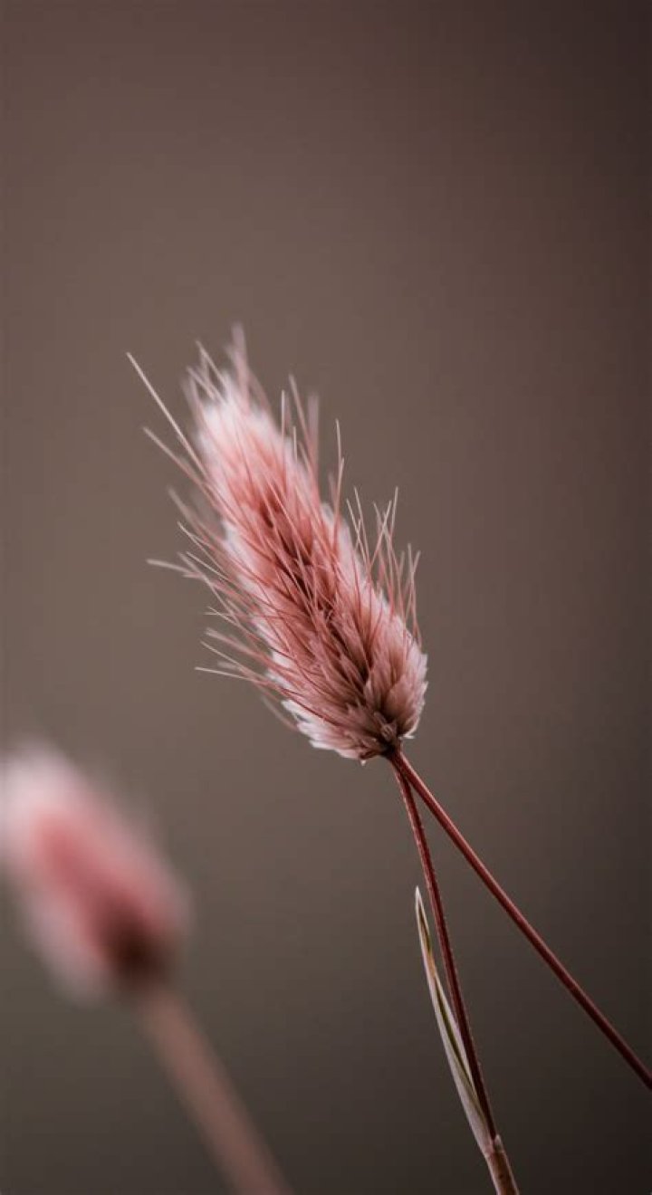 Is pink a hue?