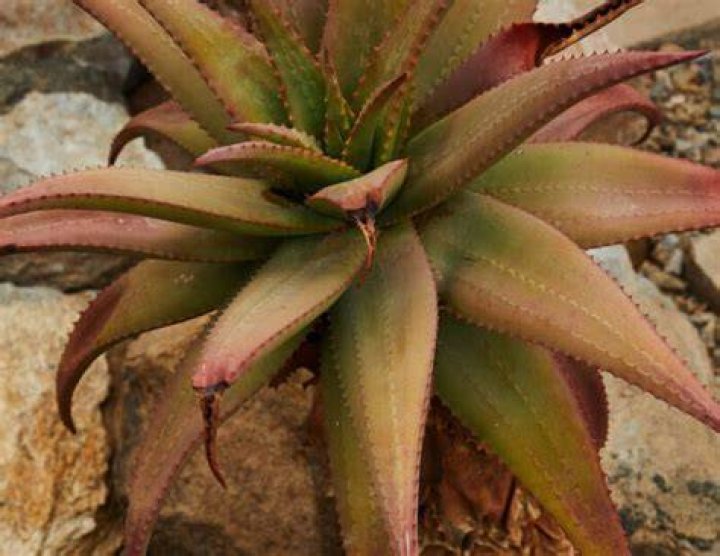 Is pink aloe vera gel safe?