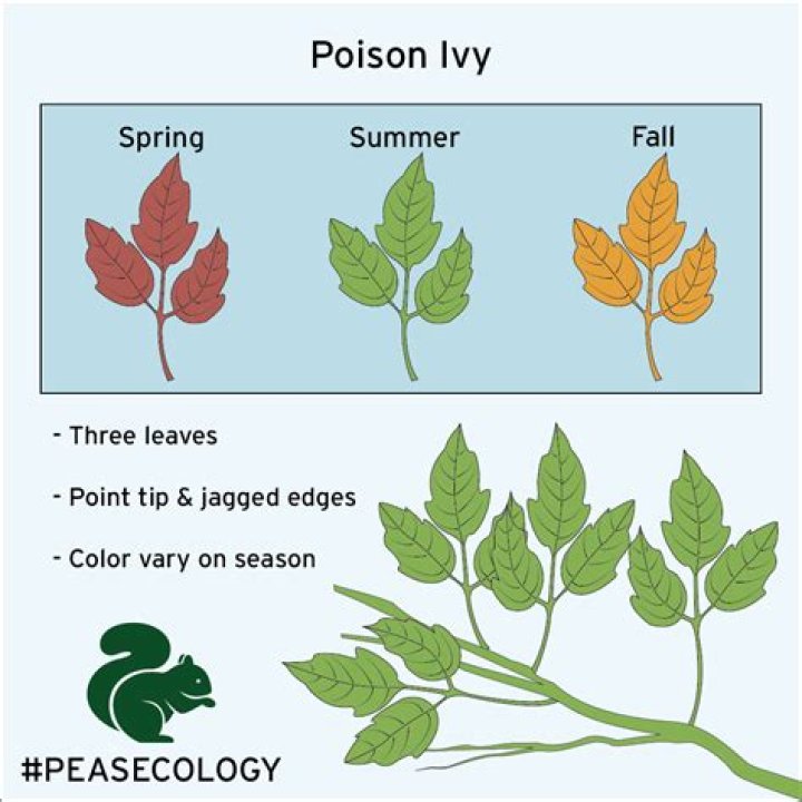 Is poison ivy a psychopath?