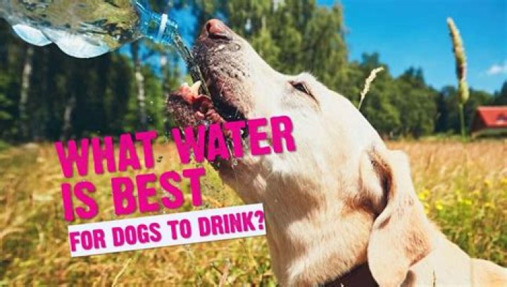 Is rain water OK for dogs to drink?