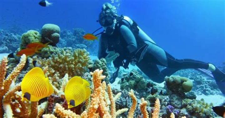 Is scuba diving expensive?