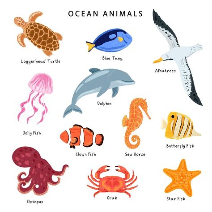 Is sea lettuce an animal?