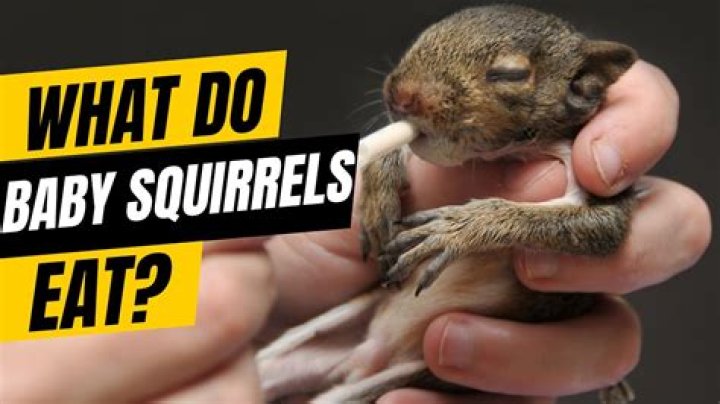Is squirrel good to eat?