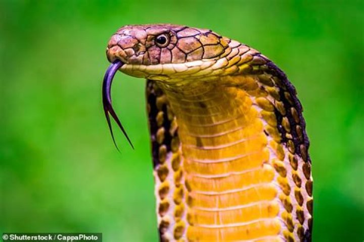 Is there anti-venom for King Cobra?