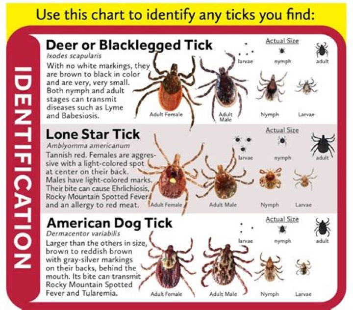 Is there Lyme disease in Costa Rica?