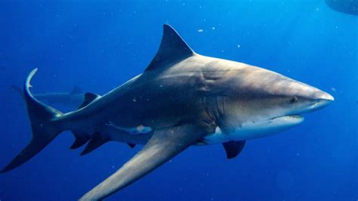 Is there sharks in Florida?