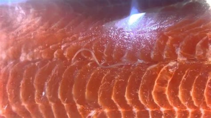 Is there worms in salmon?