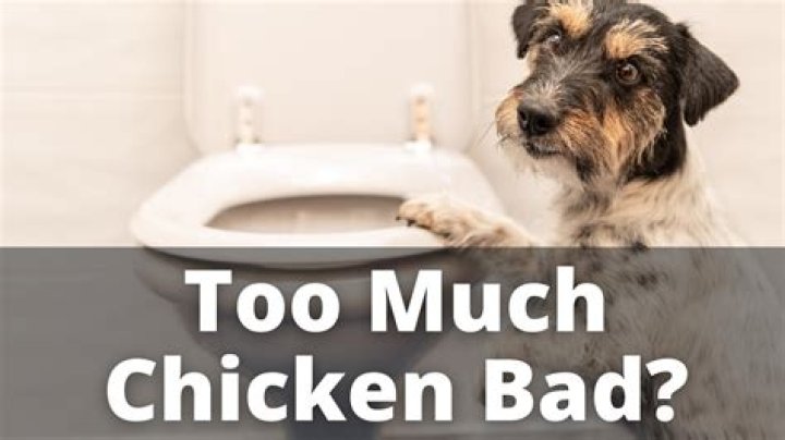 Is too much chicken bad for dogs?