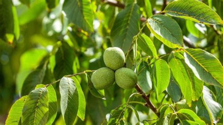 Is Walnut a false fruit?
