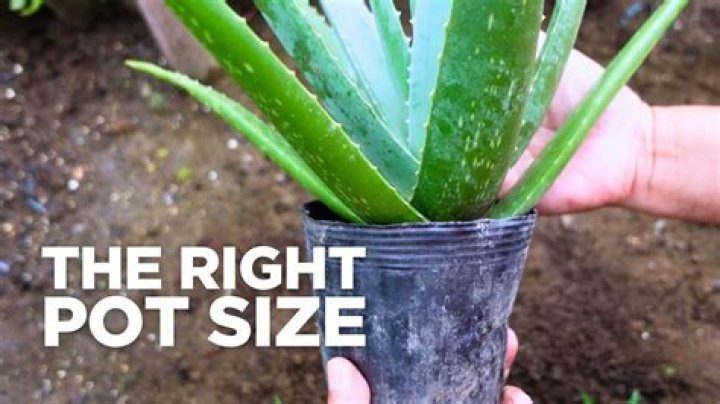 Should aloe vera be water from the top or bottom?