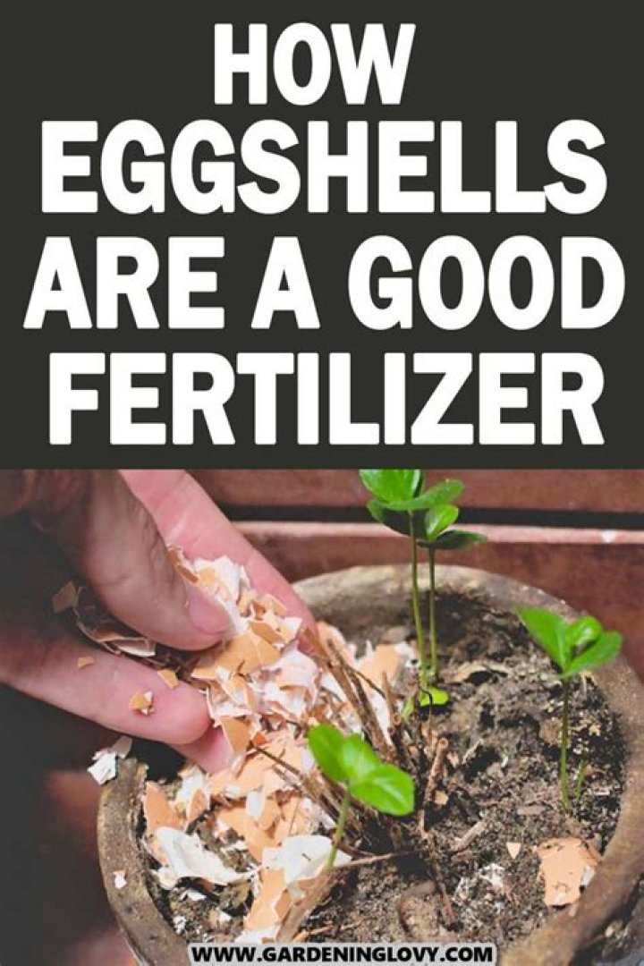 Should egg shells be composted?