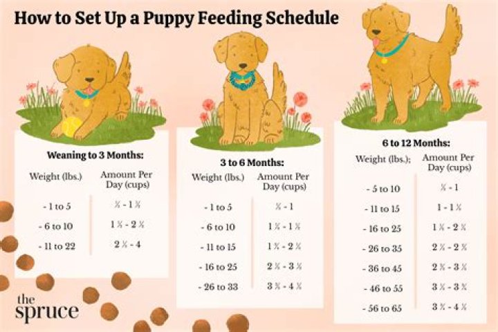 Should I keep a light on for my puppy?