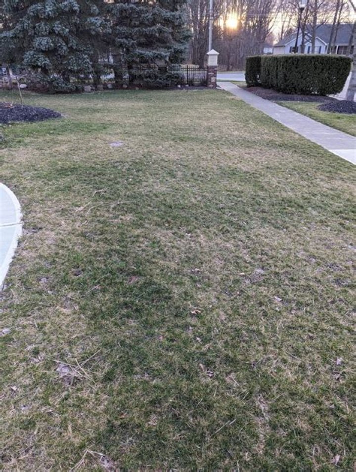 Should I pull weeds from newly seeded lawn?