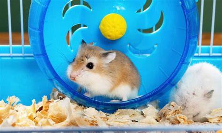 Should I wake my hamster up?