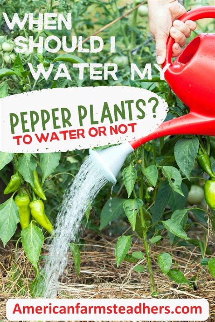 Should I water my pepper plants every day?