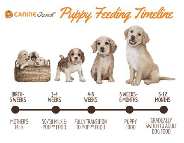 Should my 6 month old puppy still be biting?