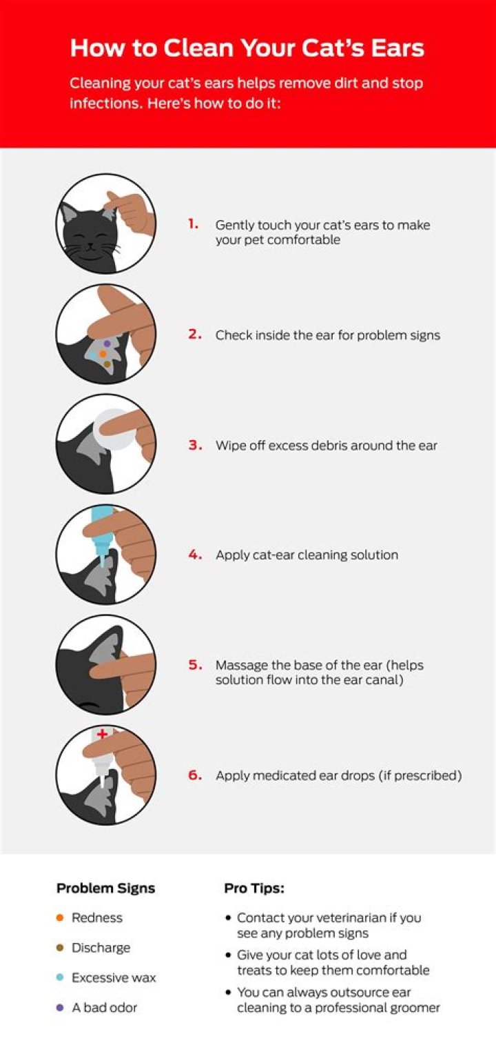 Should you clean cat's ears?