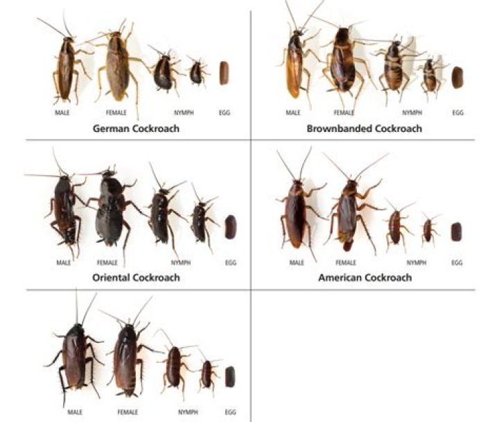 Should you flush roaches?