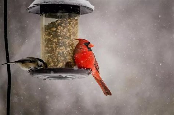 Should you take your bird feeders down?