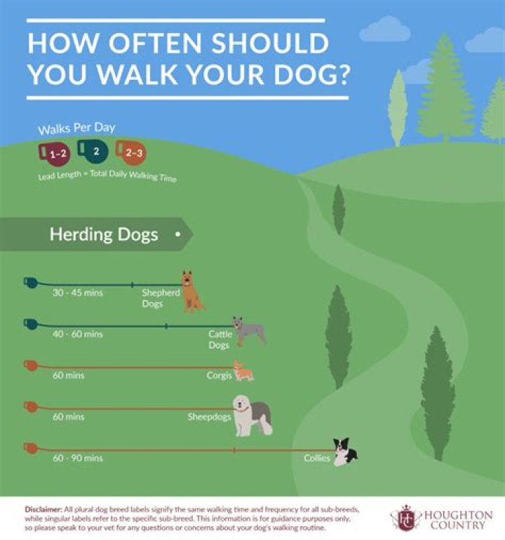 Should you walk a dog before bed?