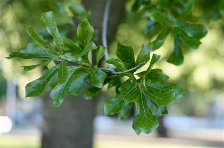 Should you water oak trees in summer?