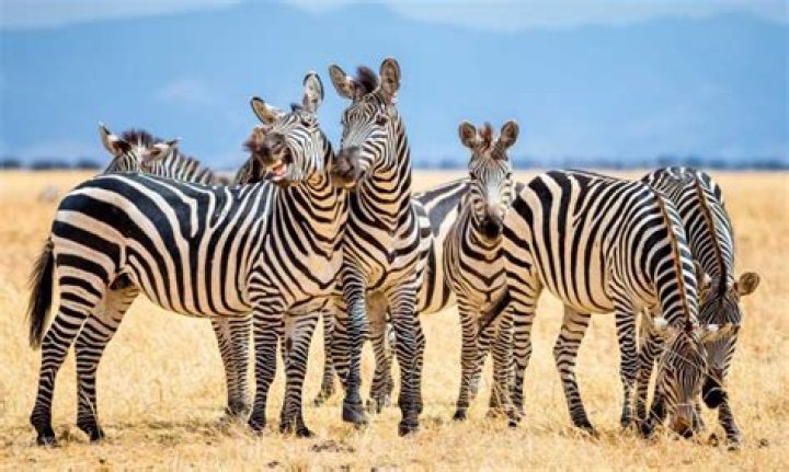 What's a group of zebras called?