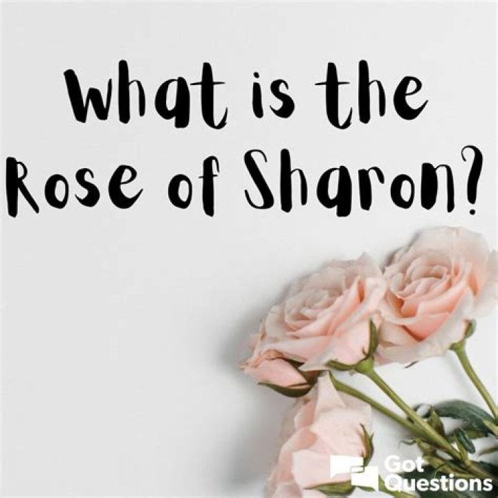 What's another name for rose of Sharon?