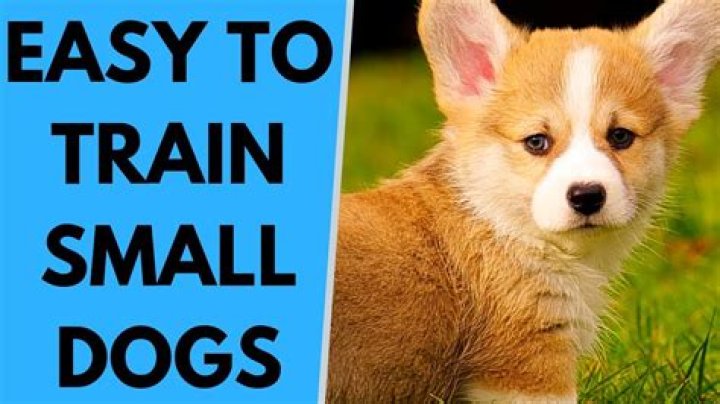 What's the easiest small dog to train?