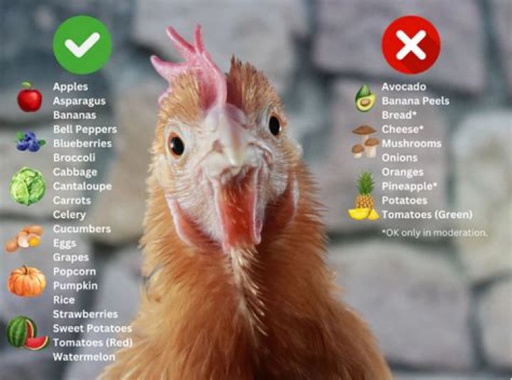 What Age Can chickens eat scratch?