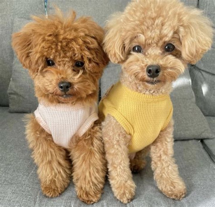 What age is a Poodle full grown?