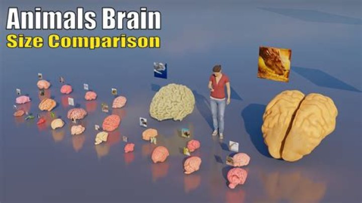 What animal has no brain?