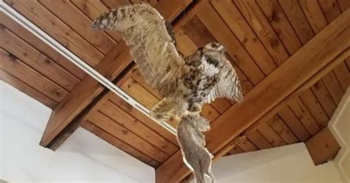 What animal is afraid of owls?