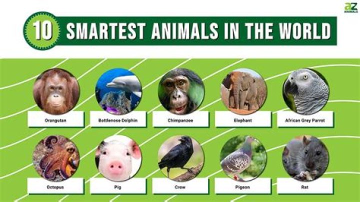 What animal is very smart?