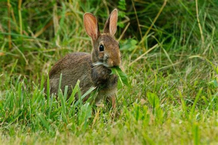 What animals eat garden plants?
