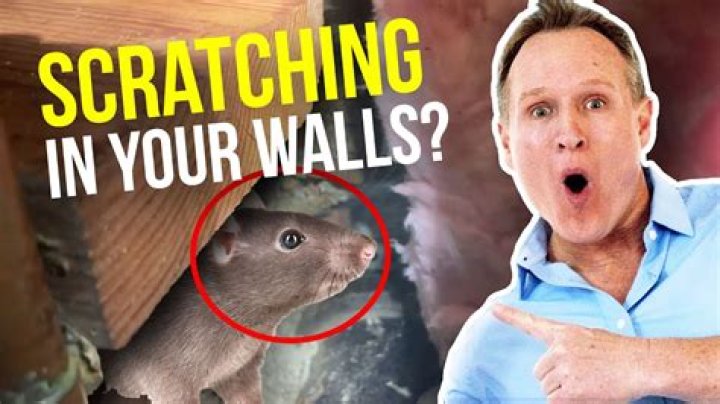 What animals scratch in walls at night?