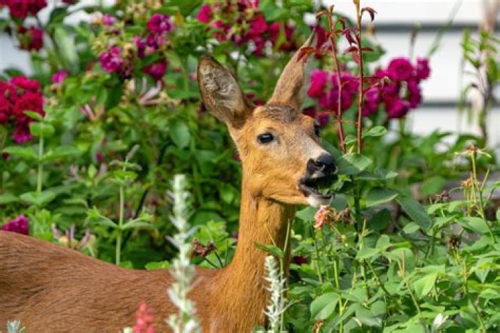 What annuals will deer leave alone?