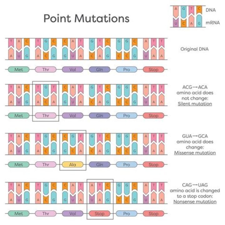 What are 3 types of point mutations?