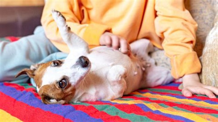 What are dog nipples called?