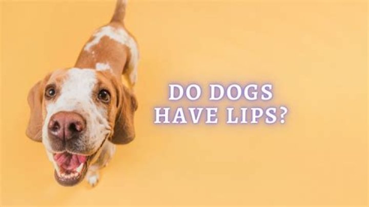 What are dogs lips called?