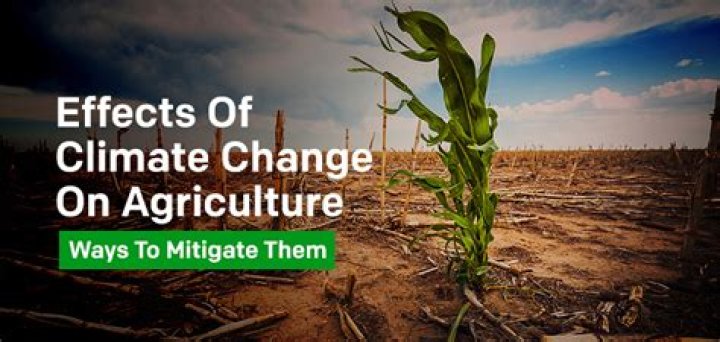 What are effects of urban agriculture on the environment?
