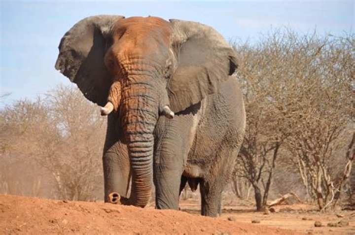 What are elephants eaten by?