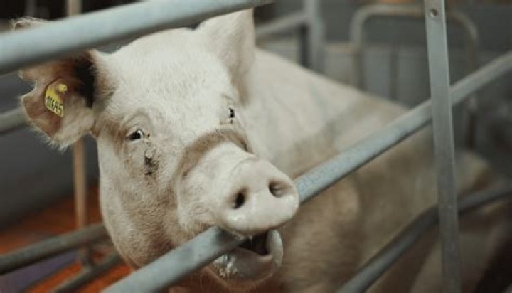 What are normal Behaviours in pigs?