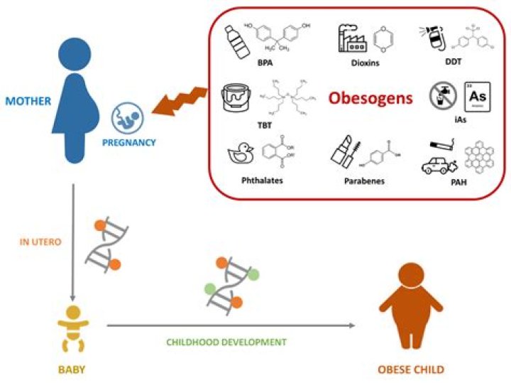 What are obesogens in the body?