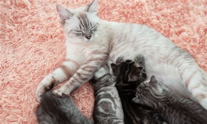 What are pregnant cats called?
