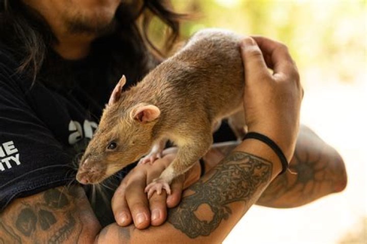 What are rats most attracted to?