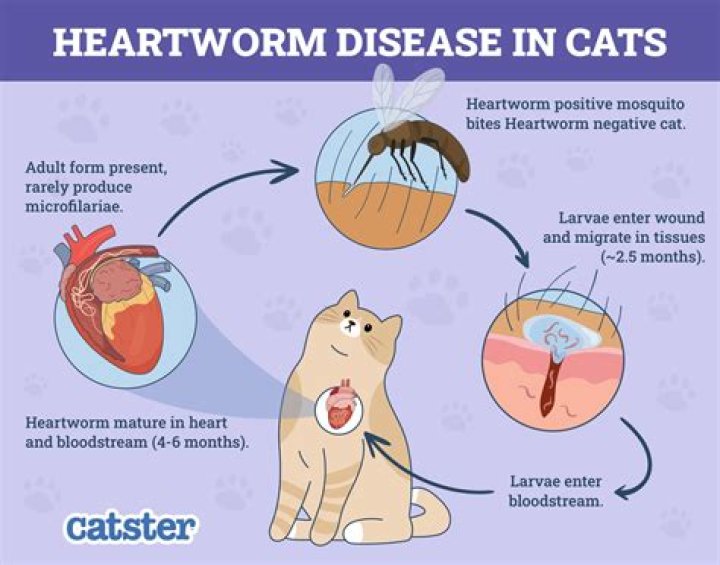 What are signs that a dog has heartworms?