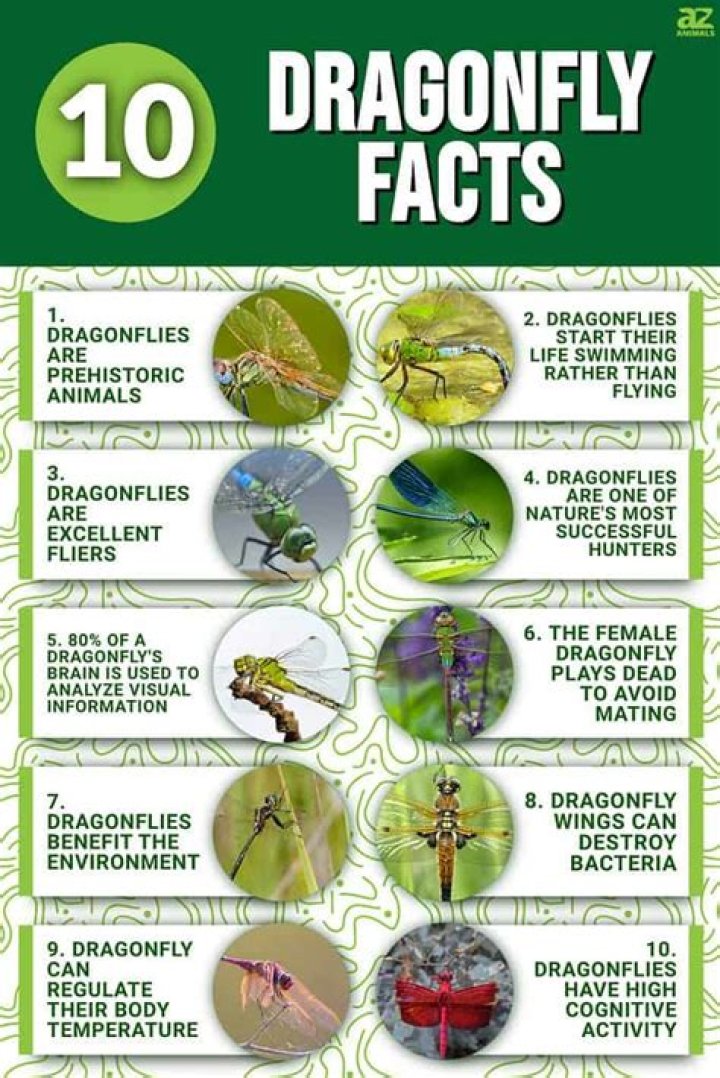 What are some fun facts about dragonflies?