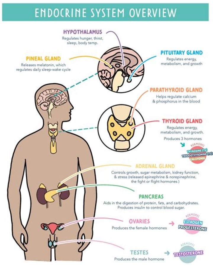 What are the 13 endocrine glands?